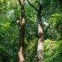 Égerliget és cserestölgyes (kisszékelyi erdők)